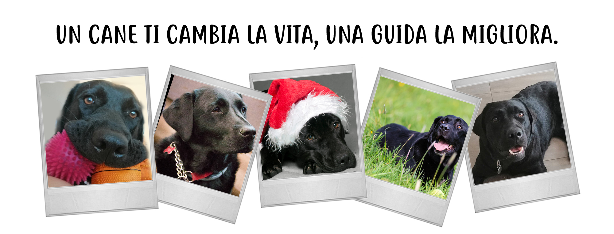 Limmagine contiene 5 polaroid che ritraggono Tea, labrador di colore nero e cane guida di Simonetta, in diversi momenti: mentre gioca con le palline colorate, assorta in qualche pensiero, buffa con il cappellino di Natale, al parco e rilassata sul pavimento in posa per uno scatto fotografico.